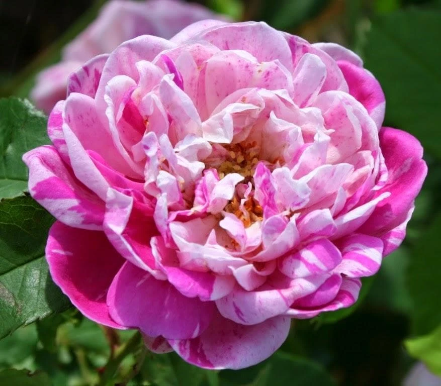Rosa Honorine De Brabant - Old Shrub Rose 3 Rosa Honorine De Brabant - Old Shrub Rose