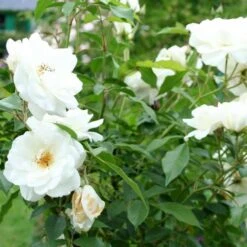 Rosa Iceberg - Climbing Rose -Eco Nest Store Rosa Iceberg 3