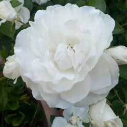Rosa Iceberg - Climbing Rose -Eco Nest Store Rosa Iceberg 4