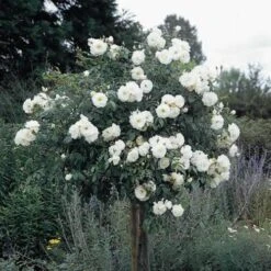 Rosa Iceberg - Climbing Rose -Eco Nest Store Rosa Iceberg Standard 1