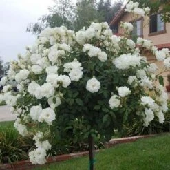 Rosa Iceberg - Climbing Rose -Eco Nest Store Rosa Iceberg Standard 2