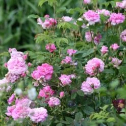 Rosa Ispahan - Old Shrub Rose 8 Rosa Ispahan - Old Shrub Rose -Eco Nest Store Rosa Ispahan 1