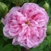 Rosa Ispahan - Old Shrub Rose -Eco Nest Store Rosa Ispahan 3