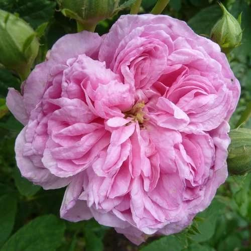 Rosa Ispahan - Old Shrub Rose 3 Rosa Ispahan - Old Shrub Rose