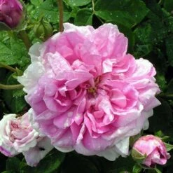 Rosa Ispahan - Old Shrub Rose 7 Rosa Ispahan - Old Shrub Rose -Eco Nest Store Rosa Ispahan 4