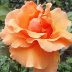 Rosa Just Joey - Hybrid Tea Shrub Rose -Eco Nest Store Rosa Just Joey 2