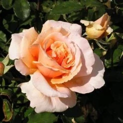 Rosa Just Joey - Hybrid Tea Shrub Rose -Eco Nest Store Rosa Just Joey 4