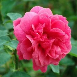 Rosa Auscrim (L.D. Braithwaite) - David Austin Shrub Rose -Eco Nest Store Rosa L D Braithwaite 3