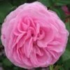 Rosa Louise Odier - Old Shrub Rose -Eco Nest Store Rosa Louise Odier 1