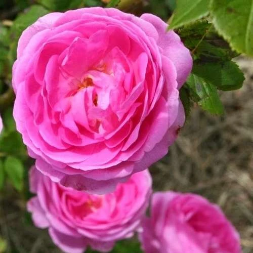 Rosa Louise Odier - Old Shrub Rose 4 Rosa Louise Odier - Old Shrub Rose - Image 2