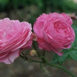 Rosa Louise Odier - Old Shrub Rose 9 Rosa Louise Odier - Old Shrub Rose -Eco Nest Store Rosa Louise Odier 3