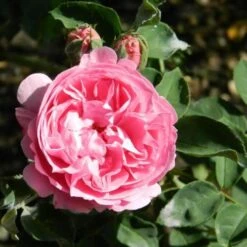 Rosa Louise Odier - Old Shrub Rose 10 Rosa Louise Odier - Old Shrub Rose -Eco Nest Store Rosa Louise Odier 4