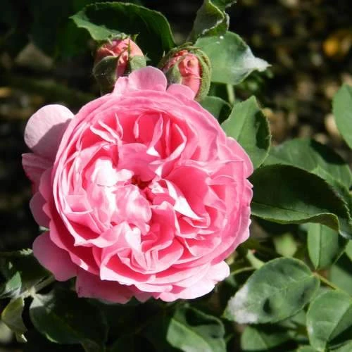 Rosa Louise Odier - Old Shrub Rose 6 Rosa Louise Odier - Old Shrub Rose - Image 4