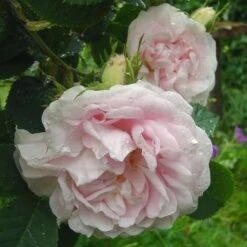 Rosa Maiden’s Blush - Old Shrub Rose -Eco Nest Store Rosa Maidens Blush 2