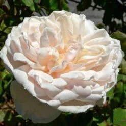 Rosa Mme Alfred Carriere - Climbing Rose -Eco Nest Store Rosa Mme Alfred Carriere 3