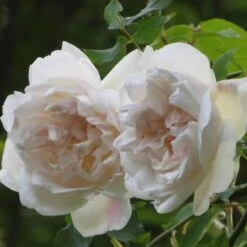 Rosa Mme Alfred Carriere - Climbing Rose -Eco Nest Store Rosa Mme Alfred Carriere 4