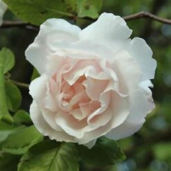Rosa Mme Alfred Carriere - Climbing Rose -Eco Nest Store Rosa Mme Alfred Carriere 5