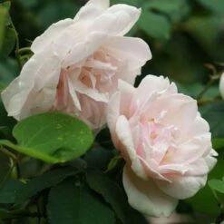 Rosa Mme Alfred Carriere - Climbing Rose -Eco Nest Store Rosa Mme Alfred Carriere 6