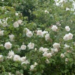 Rosa Mme Alfred Carriere - Climbing Rose -Eco Nest Store Rosa Mme Alfred Carriere 7