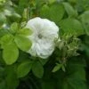 Rosa Madame Hardy - Old Shrub Rose