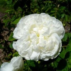 Rosa Madame Hardy - Old Shrub Rose -Eco Nest Store Rosa Mme Hardy 3