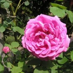 Rosa Mme Isaac Pereire - Old Shrub/Climbing Rose -Eco Nest Store Rosa Mme Isaac Pereire 2