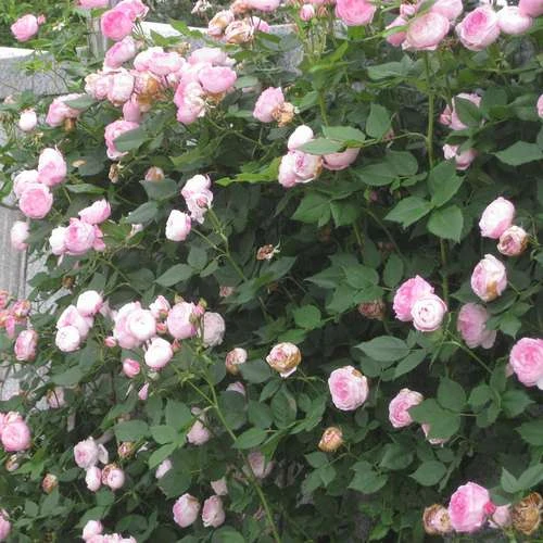 Rosa Mme Pierre Oger - Old Shrub Rose 5 Rosa Mme Pierre Oger - Old Shrub Rose - Image 3