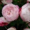 Rosa Mme Pierre Oger - Old Shrub Rose