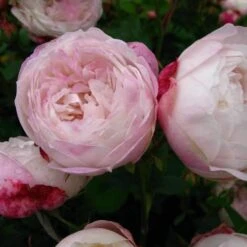 Rosa Mme Pierre Oger - Old Shrub Rose