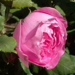 Rosa Mme Pierre Oger - Old Shrub Rose 10 Rosa Mme Pierre Oger - Old Shrub Rose -Eco Nest Store Rosa Mme Pierre Oger 3