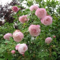Rosa Mme Pierre Oger - Old Shrub Rose 11 Rosa Mme Pierre Oger - Old Shrub Rose -Eco Nest Store Rosa Mme Pierre Oger 4