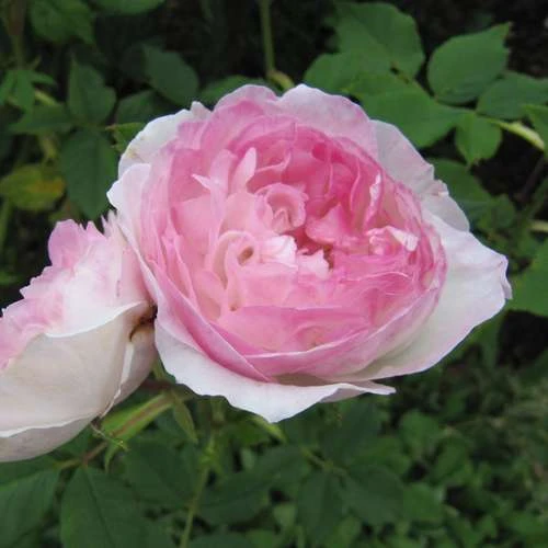 Rosa Mme Pierre Oger - Old Shrub Rose 4 Rosa Mme Pierre Oger - Old Shrub Rose - Image 2