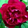 Rosa Mrs Anthony Waterer - Rugosa Rose 2 Rosa Mrs Anthony Waterer - Rugosa Rose -Eco Nest Store Rosa Mrs Anthony Waterer 1