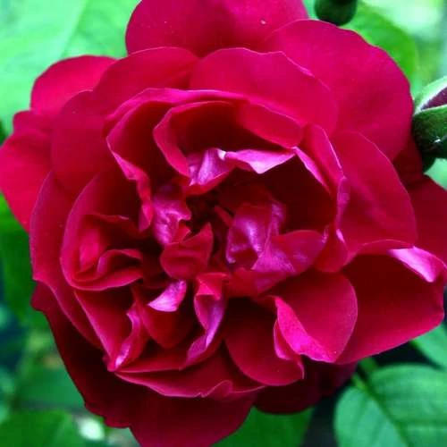 Rosa Mrs Anthony Waterer - Rugosa Rose 3 Rosa Mrs Anthony Waterer - Rugosa Rose