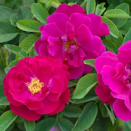 Rosa Mrs Anthony Waterer - Rugosa Rose 4 Rosa Mrs Anthony Waterer - Rugosa Rose - Image 2