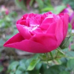 Rosa Mrs Anthony Waterer - Rugosa Rose 7 Rosa Mrs Anthony Waterer - Rugosa Rose -Eco Nest Store Rosa Mrs Anthony Waterer 3