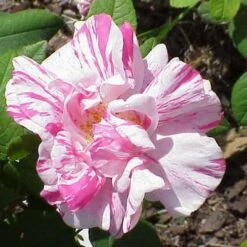 Rosa Mundi - Old Gallica Shrub Rose -Eco Nest Store Rosa Mundi 3