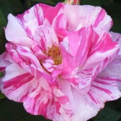 Rosa Mundi - Old Gallica Shrub Rose -Eco Nest Store Rosa Mundi 4