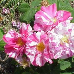 Rosa Mundi - Old Gallica Shrub Rose -Eco Nest Store Rosa Mundi 5