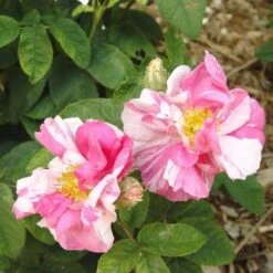 Rosa Mundi - Old Gallica Shrub Rose -Eco Nest Store Rosa Mundi X