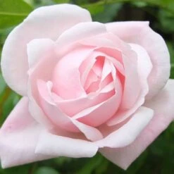 Rosa New Dawn - Climbing Rose -Eco Nest Store Rosa New Dawn 4