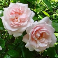 Rosa New Dawn - Climbing Rose -Eco Nest Store Rosa New Dawn 5