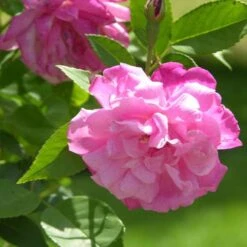Rosa Old Blush China - Old Shrub Rose -Eco Nest Store Rosa Old Blush 3