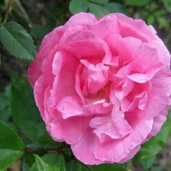 Rosa Old Blush China - Old Shrub Rose -Eco Nest Store Rosa Old Blush 4