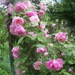Rosa Old Blush China - Old Shrub Rose -Eco Nest Store Rosa Old Blush 5
