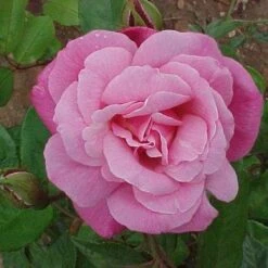 Rosa Old Blush China - Old Shrub Rose -Eco Nest Store Rosa Old Blush China X