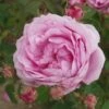 Rosa Old Pink Moss - Old Moss Shrub Rose -Eco Nest Store Rosa Old Pink Moss 3