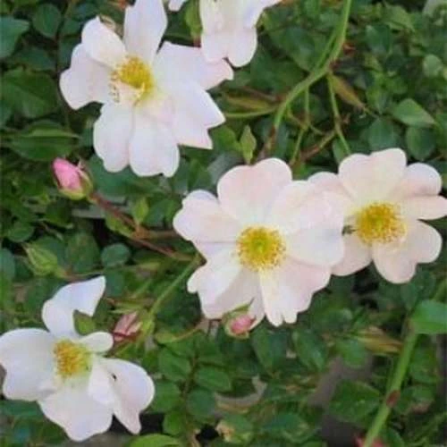 Rosa Partridge - Groundcover Rose 4 Rosa Partridge - Groundcover Rose - Image 2