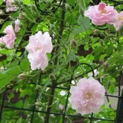 Rosa Paul's Himalayan Musk - Rambling Rose -Eco Nest Store Rosa Pauls Himalayan Musk 1