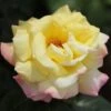 Rosa Peace - Hybrid Tea Shrub Rose -Eco Nest Store Rosa Peace 1